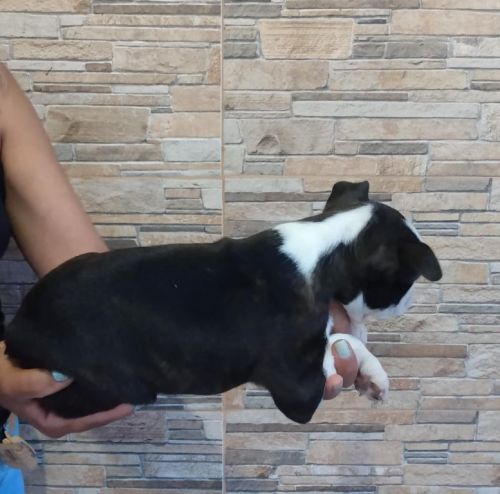 Boston Terrierlindos Filhotes 775315 Boston Terrierlindos Filhotes 775315