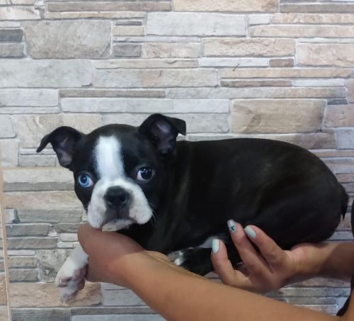 Boston Terrierlindos Filhotes 775317 Boston Terrierlindos Filhotes 775317