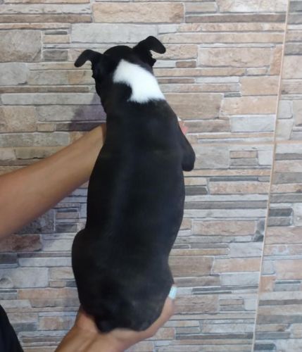 Boston Terrierlindos Filhotes 775319 Boston Terrierlindos Filhotes 775319