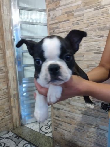 Boston Terrierlindos Filhotes 775321 Boston Terrierlindos Filhotes 775321