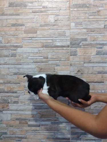 Boston Terrierlindos Filhotes 775322 Boston Terrierlindos Filhotes 775322