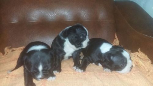 Boston Terrierlindos Filhotes 775323 Boston Terrierlindos Filhotes 775323