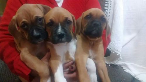 Boxer Lindos Filhotes 770667