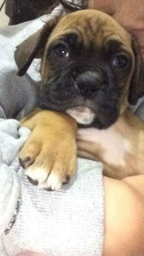 Boxer Lindos Filhotes 770671