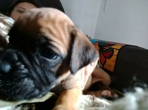 Boxer Lindos Filhotes 775326