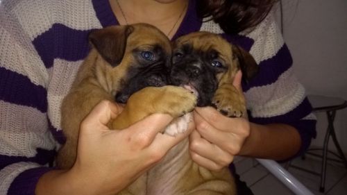 Boxer Lindos Filhotes 775327