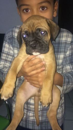 Boxer Lindos Filhotes 775328