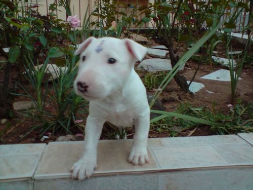 Bull Terrier Lindos Filhotes      704656