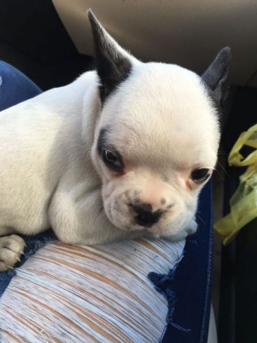 Bulldog Francês Lindos Filhotes  770677