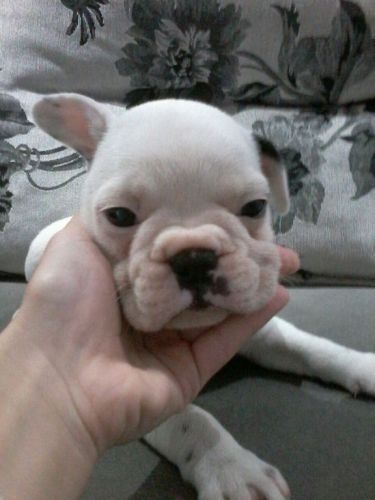Bulldog Francês Lindos Filhotes  770678