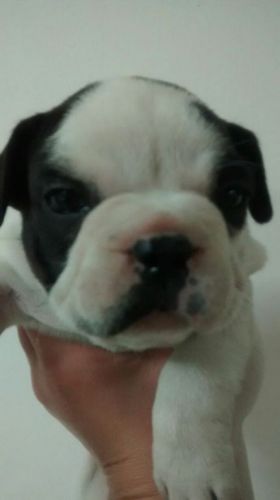 Bulldog Francês Lindos Filhotes  770679