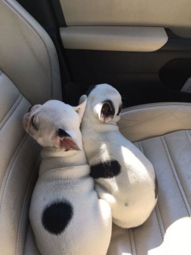 Bulldog Francês Lindos Filhotes  770680