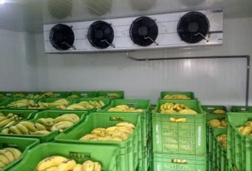 Câmara Frigorífica para Frutas hortaliças legumes e flores  748403