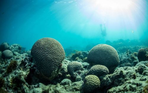 Carnaval em abrolhos de 15 a 18 de Fevereiro 2026 762988