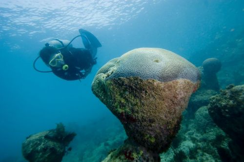 Carnaval em abrolhos de 15 a 18 de Fevereiro 2026 762994