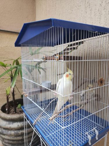 Casal de Calopsitas mansas com viveiro 771593