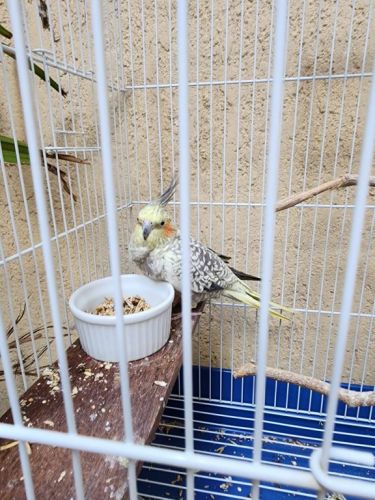 Casal de Calopsitas mansas com viveiro 771596