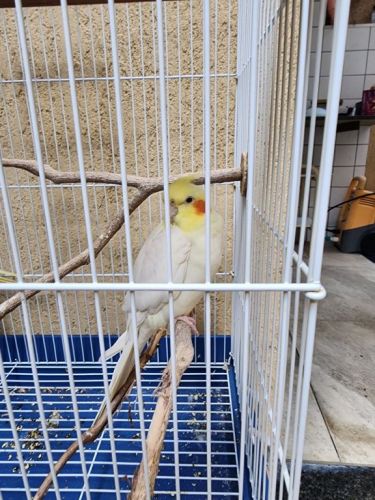 Casal de Calopsitas mansas com viveiro 771597