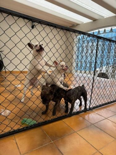 Cercados para seus pets e redes de proteção  771174