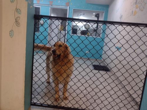 Cercados para seus pets e redes de proteção  771176