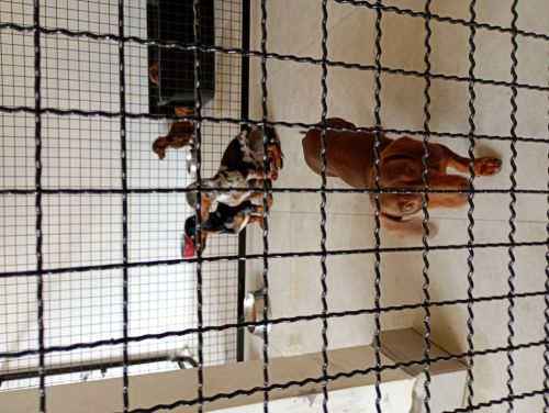 Cercados para seus pets e redes de proteção  771178