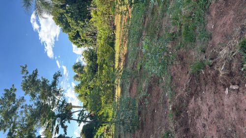 Chácara a venda Vila azul São José do Rio Preto 751860