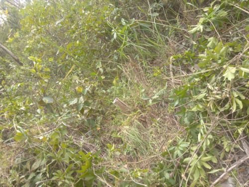 Chácara em Ravena  R$ 95.000.00 773029