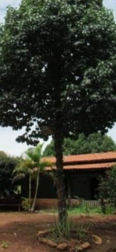 Chácara faturando e dando Lucro  752759