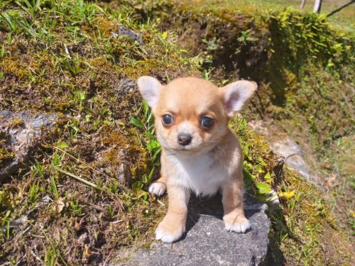 Chihuahua Lindos Filhotes 770694