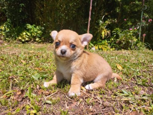 Chihuahua Lindos Filhotes 770695