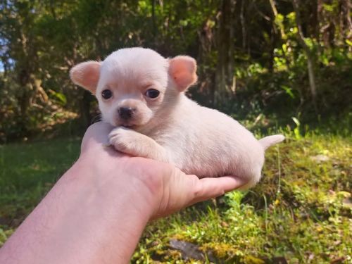 Chihuahua Lindos Filhotes 770697