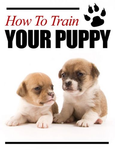 Como treinar seu cachorro. 706927