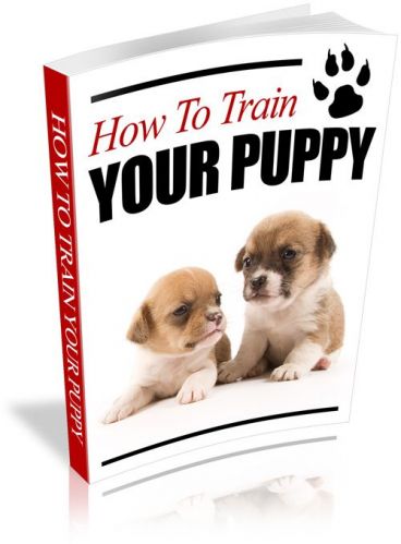 Como treinar seu cachorro. 706928