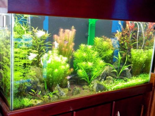 Consertos e reformas de aquários e Lagos  754952