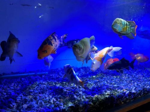 Consertos e reformas de aquários e Lagos  754954