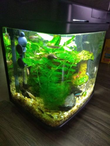 Consertos e reformas de aquários e Lagos  754955