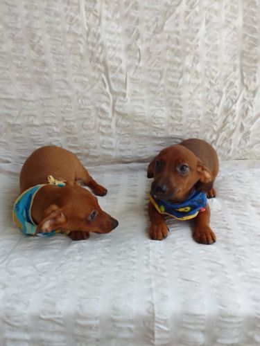 Dachshund Mini  machos  Entrego Hoje Chama no zap 744654