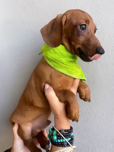 Dachshund Mini  machos  Entrego Hoje Chama no zap 744655