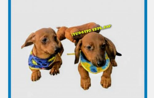 Dachshund Mini  machos  Entrego Hoje Chama no zap 744656
