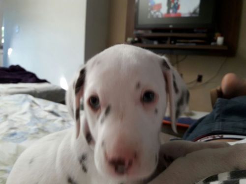 Dálmata Lindos Filhotes 770706