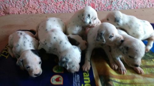Dálmata Lindos Filhotes 770708