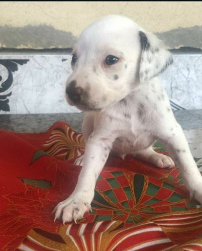 Dálmata Lindos Filhotes 770710