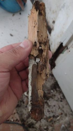 Dedetizadora 24horas em Porto Alegre contra baratas ratos mosquitos e muito mais 746332