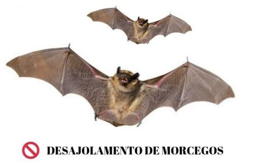 Desentupimento de Tubulação de Fossa; 578243