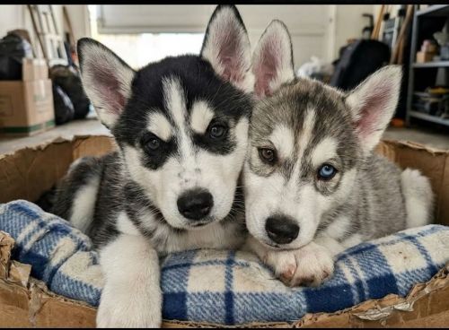 Doação de 2 Filhotes de Husky Siberiano: Urgente Doação de 2 Filhotes de Husky Siberiano Puros 85997841581 776554