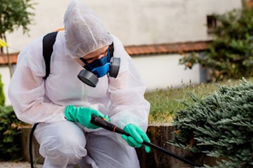 Empresa de Dedetização – Excelência em Qualidade 776793