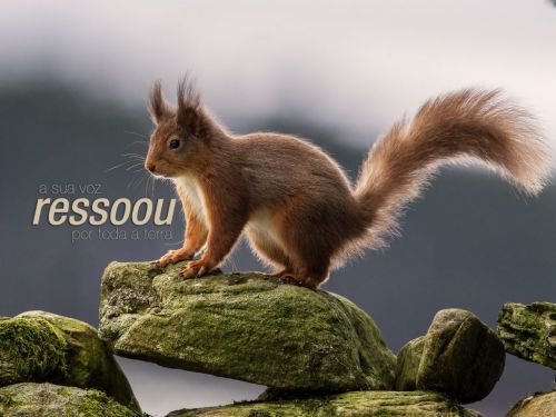 Escritório Contabilidade  Arapongas  772504