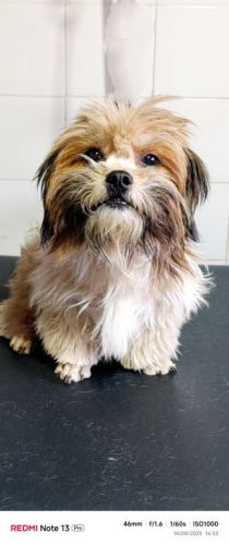 especialista em tosa bebêbanho e tosa 771621