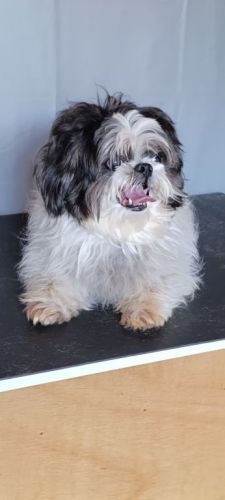 especialista em tosa bebêbanho e tosa 771623