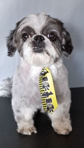 especialista em tosa bebêbanho e tosa 771624